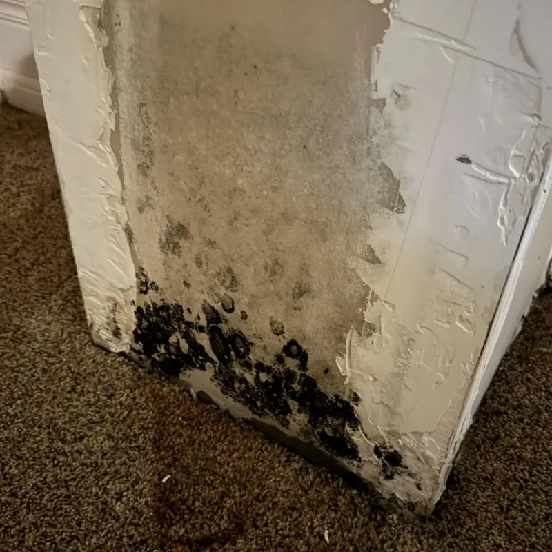 Professional Mold Removal in Plano, TX